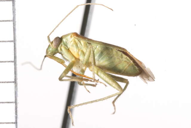 Image of Jumping tree bug