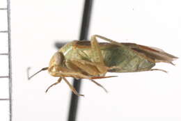 Image of Jumping tree bug
