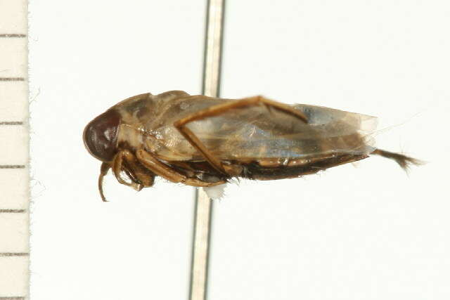 Buenoa macrotibialis Hungerford 1924 resmi