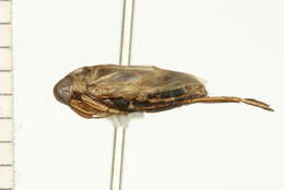 Buenoa macrotibialis Hungerford 1924 resmi