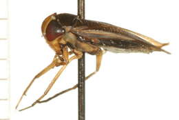 Image of Hesperocorixa minorella (Hungerford 1926)