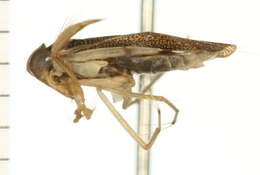 Image of Cenocorixa utahensis (Hungerford 1925)