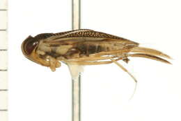 Image of Sigara bicoloripennis (Walley 1936)