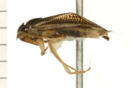 Image of Sigara bicoloripennis (Walley 1936)