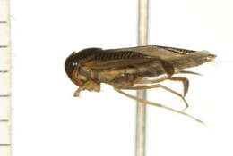 Image of Sigara bicoloripennis (Walley 1936)