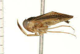 Image of Sigara bicoloripennis (Walley 1936)