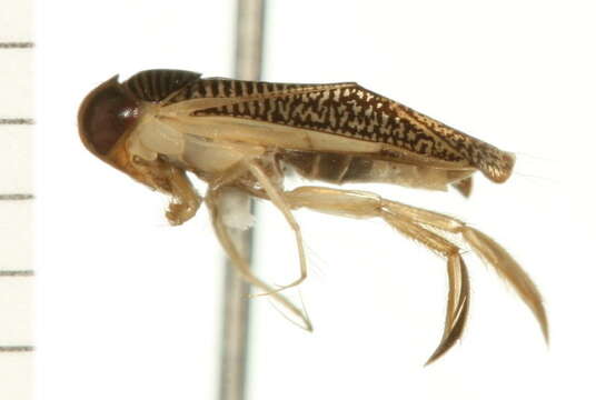 Image of Sigara bicoloripennis (Walley 1936)