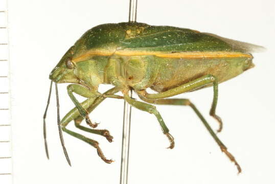 صورة Chlorochroa (Chlorochroa) uhleri (Stål 1872)