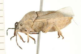 صورة Prionosoma