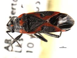 Image of Common milkweed bug