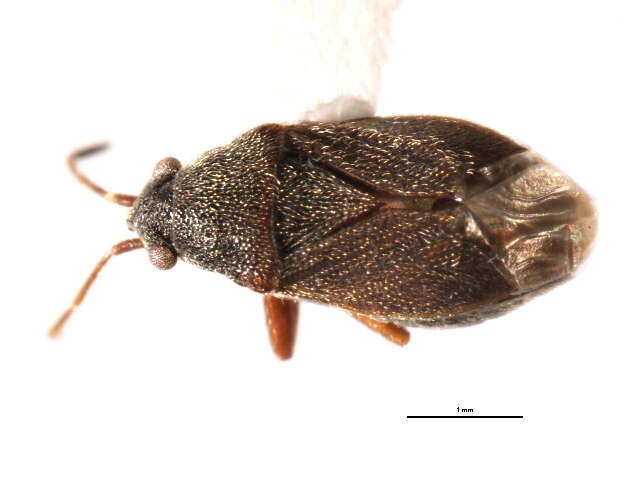 Image of Stygnocoris rusticus (Fallen & C. F. 1807)