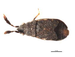 Image of <i>Sisamnes claviger</i>