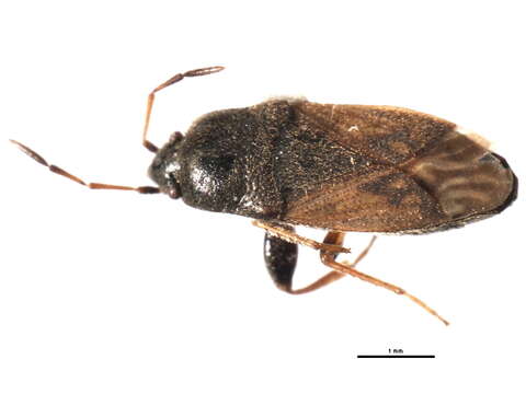 Image of <i>Megalonotus sabulicola</i>