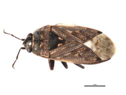 Image of Peritrechus