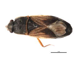 Image of Malezonotus sodalicius (Uhler & P. R. 1876)