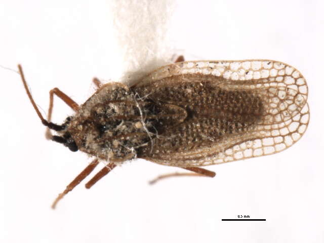 Gargaphia opacula Uhler 1893的圖片