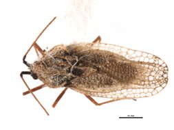 Gargaphia opacula Uhler 1893的圖片