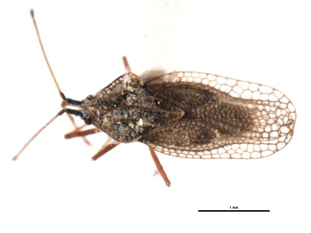 Gargaphia opacula Uhler 1893的圖片