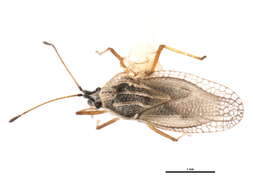 Gargaphia opacula Uhler 1893的圖片