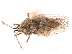 Gargaphia opacula Uhler 1893的圖片