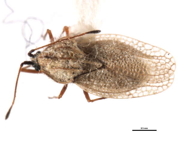 Gargaphia opacula Uhler 1893的圖片