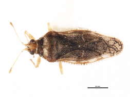 Image of Poplar Lace Bug