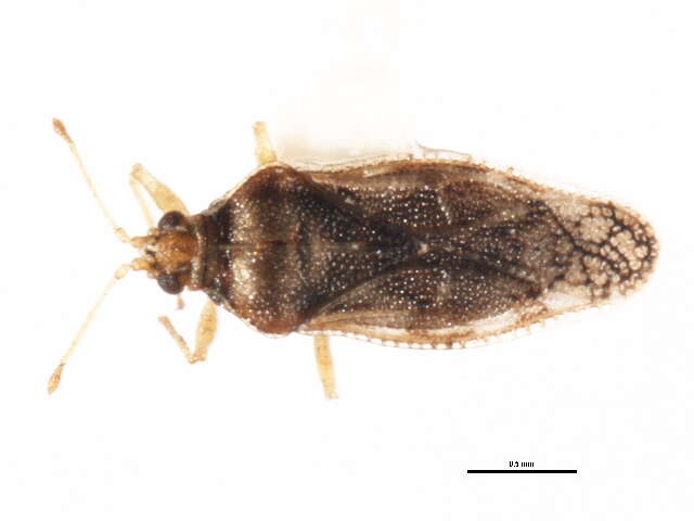 Image of Poplar Lace Bug