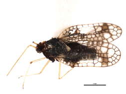 Image of Andromeda Lace Bug