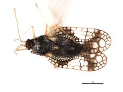 Image of Andromeda Lace Bug