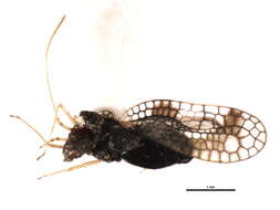 Image of Andromeda Lace Bug