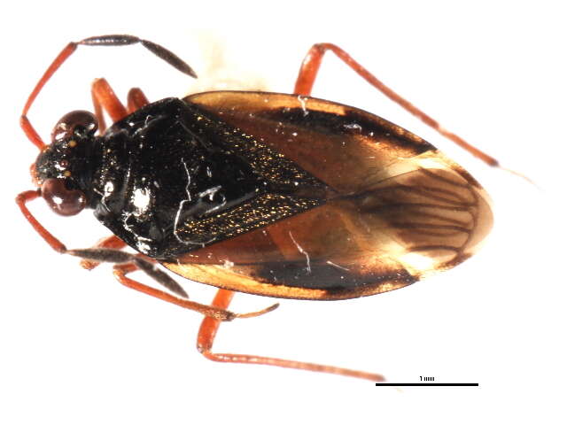 Ioscytus politus (Uhler 1877)的圖片