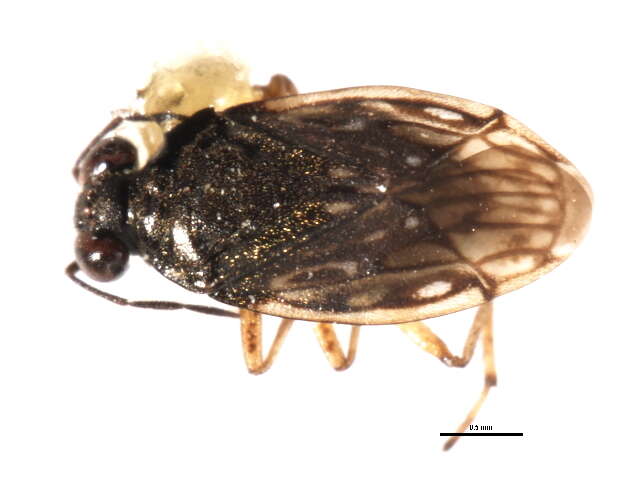 صورة Saldula opacula (Zetterstedt 1838)