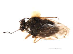 Saldula opacula (Zetterstedt 1838)的圖片