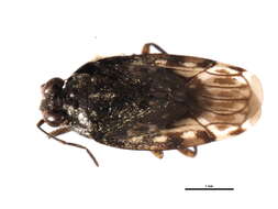 Image de Saldula pallipes