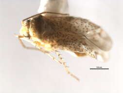 Image of Cercocarpopsallus gracilis Schuh 2006