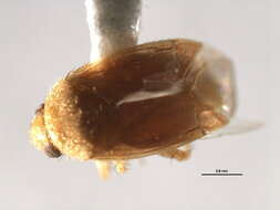 Image of Psallus vaccinicola Knight & Slater