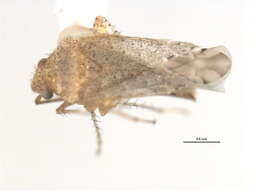 Image of Cotton Fleahopper