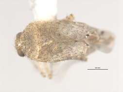 Image of Cotton Fleahopper