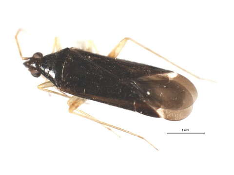 Phylus coryli (Linnaeus 1758)的圖片