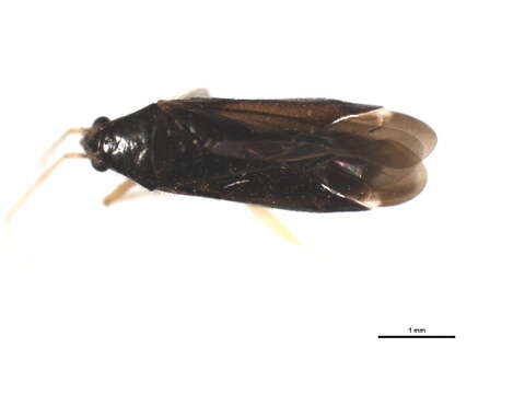 Phylus coryli (Linnaeus 1758)的圖片