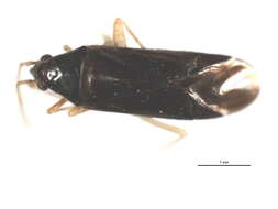 Image of Phylus coryli (Linnaeus 1758)