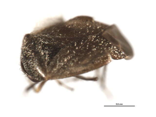 Image of Western Plant Bug