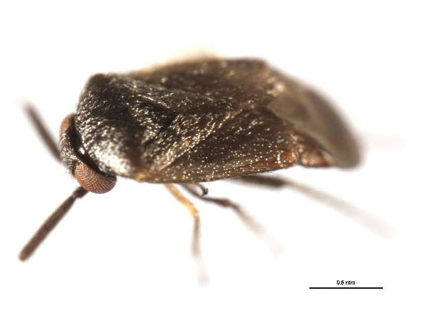 Image of Western Plant Bug