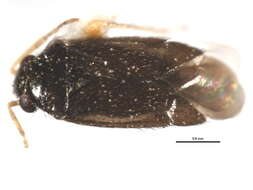 Image of Chlamyopsallus lycii Schwartz 2005