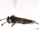 Image of Pilophorus tibialis Van Duzee 1918