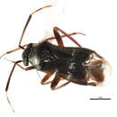 Image of Pilophorus diffusus Knight 1968