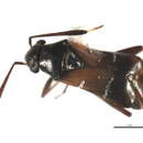 Image of Pilophorus americanus Poppius 1914