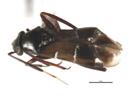 Image of Pilophorus americanus Poppius 1914