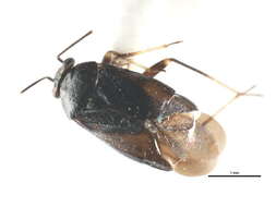 Image of Scalponotatus maturus Kelton 1969