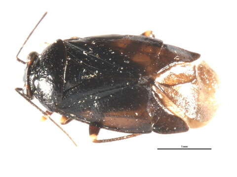 Image of Scalponotatus maturus Kelton 1969